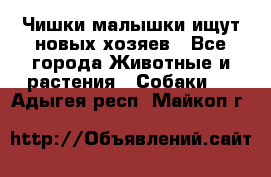   Чишки-малышки ищут новых хозяев - Все города Животные и растения » Собаки   . Адыгея респ.,Майкоп г.